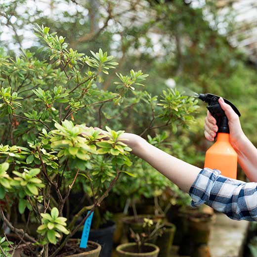 gardenadvice